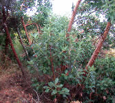 ABN005 Madrone trees