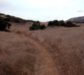 CAM013 Meadow
