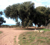 CSB002 Eucalyptus trees