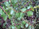   Holly-leaved Cherry  