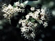   White Ceanothus - California Lilac  
