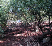 JES003 Avocado orchard