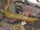   Banana Slug  