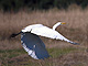   Great Egret  