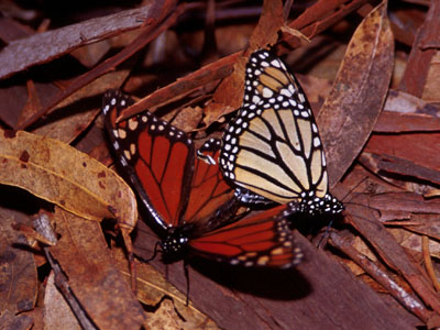   Monarch Butterflies  