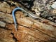   Blue Tailed Skink  