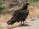   Turkey Vulture  